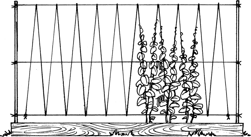 Самая полная энциклопедия по саду и огороду - _103.png