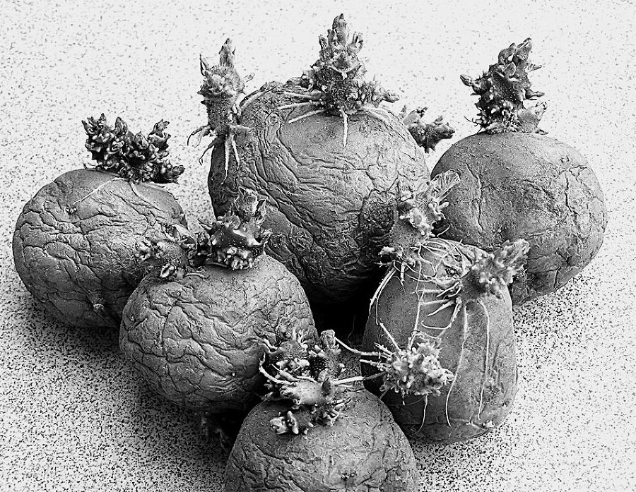 Самая полная энциклопедия по саду и огороду - _104.jpg