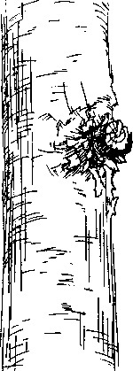 Умный сад в подробностях - _45.jpg