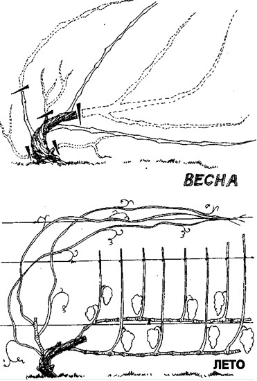 Умный сад в подробностях - _67.jpg