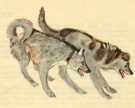 Медвежонок Васька - _10.jpg