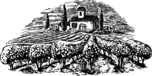 Большая энциклопедия виноградаря - _1.png