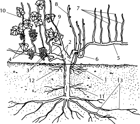 Большая энциклопедия виноградаря - _4.png