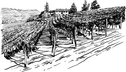 Большая энциклопедия виноградаря - _17.png