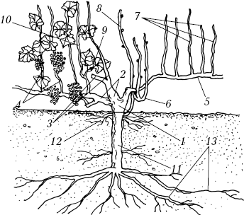 Ваш домашний виноградник - _02.png