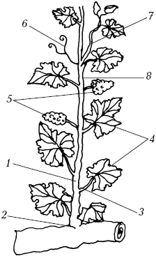 Ваш домашний виноградник - _03.png