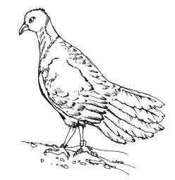 Все о голубях. Лечение, кормление, разведение, содержание - i_004.png