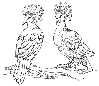 Все о голубях. Лечение, кормление, разведение, содержание - i_005.png