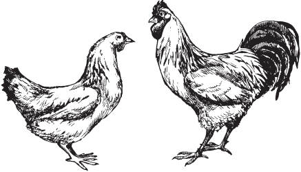 Домашняя птица - _06.png