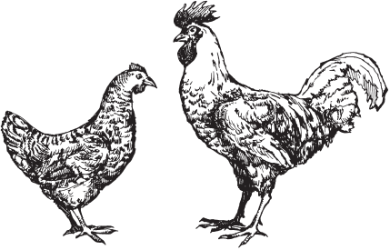 Домашняя птица - _07.png