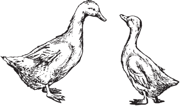 Домашняя птица - _08.png