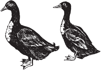 Домашняя птица - _09.png