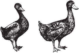 Домашняя птица - _10.png