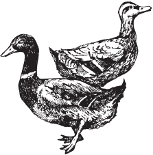 Домашняя птица - _11.png