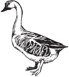 Домашняя птица - _16.png