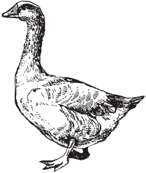 Домашняя птица - _17.png