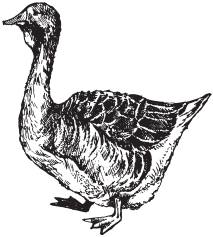 Домашняя птица - _18.png