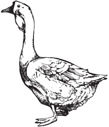 Домашняя птица - _19.png