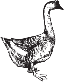 Домашняя птица - _20.png
