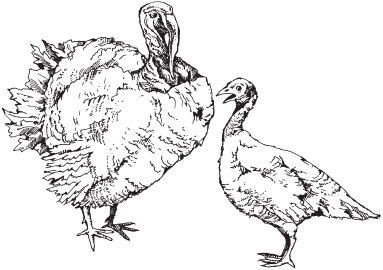 Домашняя птица - _21.png