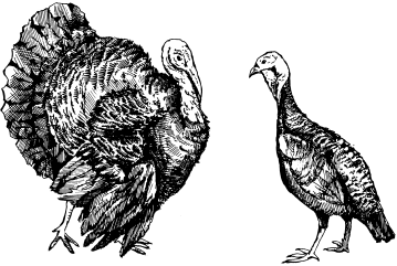 Домашняя птица - _22.png