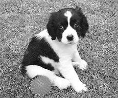 Спаниели - _024.jpg