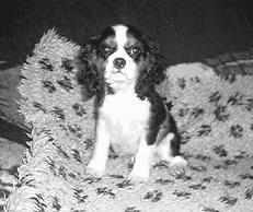 Спаниели - _027.jpg