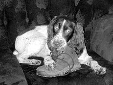 Спаниели - _028.jpg