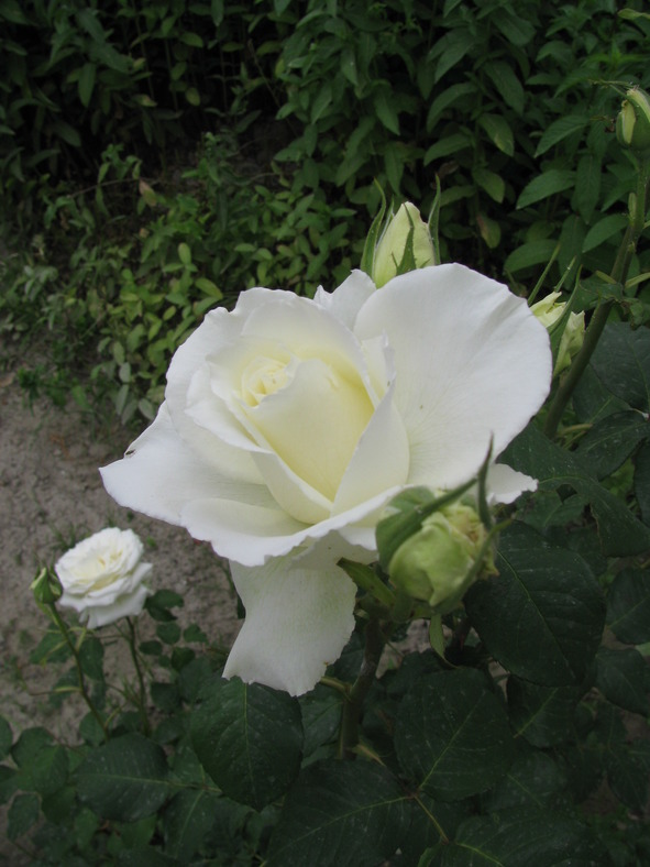 Чётки - image11_548e57423767386b10806b79_jpg.jpeg