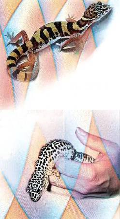 Юный техник, 2001 № 09 - _11.jpg_0