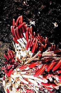 Юный техник, 2005 № 07 - _22.jpg