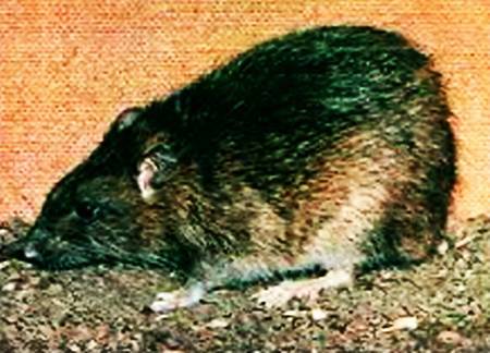 Юный техник, 2007 № 10 - _35.jpg