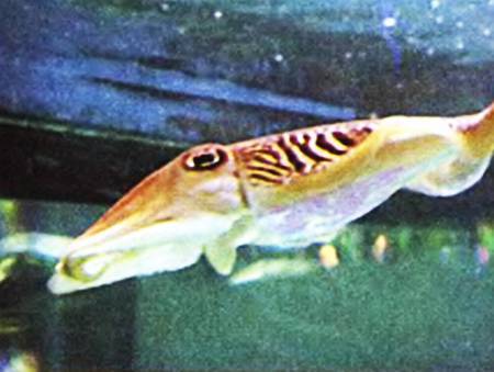 Юный техник, 2008 № 07 - _12.jpg