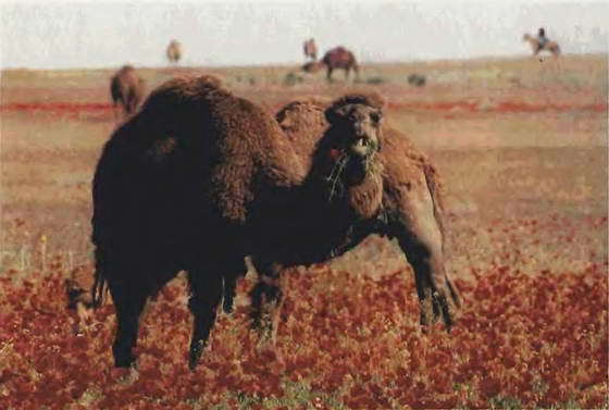 В стране каменных курганов и наскальных рисунков - i_002.jpg