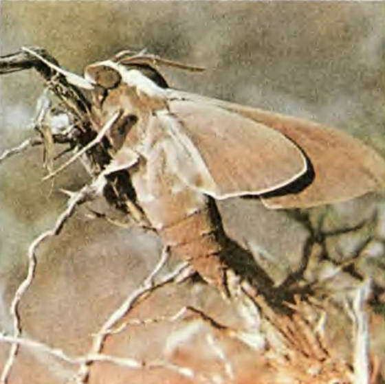 Два лика пустыни - i_029.jpg