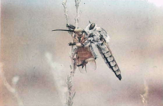 Два лика пустыни - i_031.jpg