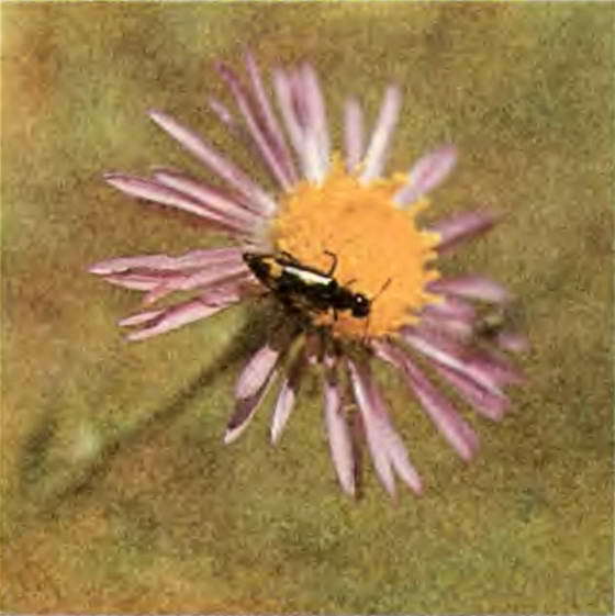 Два лика пустыни - i_034.jpg