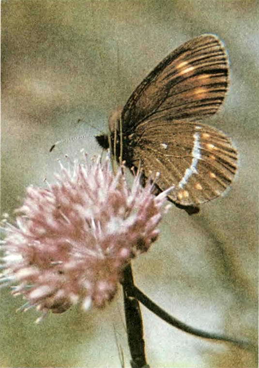 Два лика пустыни - i_041.jpg