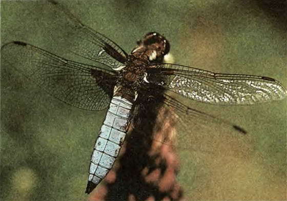 Два лика пустыни - i_043.jpg