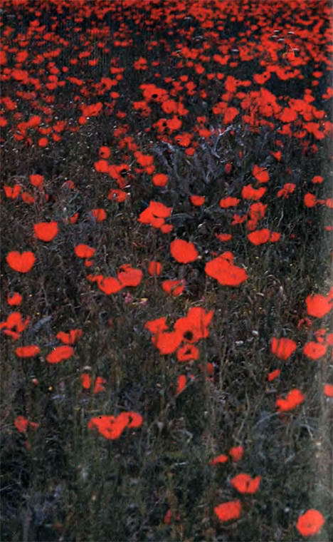 Два лика пустыни - i_052.jpg