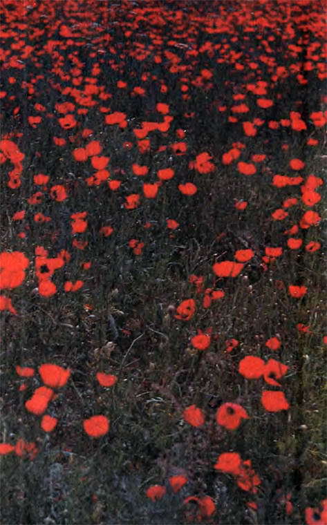 Два лика пустыни - i_053.jpg