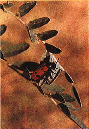 Забытые острова - i_050.jpg