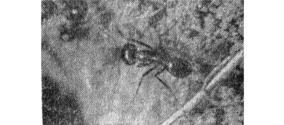 Лунка серебристая - i_003.jpg