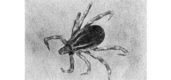 Лунка серебристая - i_007.jpg