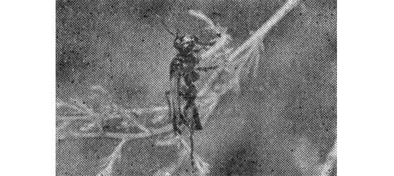 Лунка серебристая - i_009.jpg