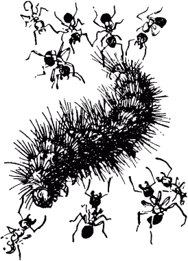 Маленькие труженики леса - _067.png