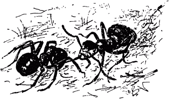 Маленькие труженики леса - _076.png