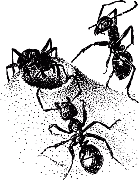 Маленькие труженики леса - _078.png