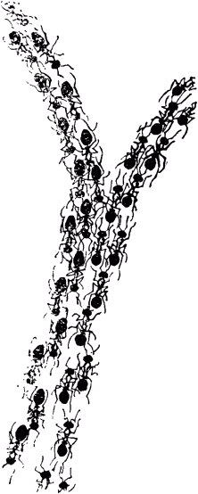 Маленькие труженики леса - _086.png