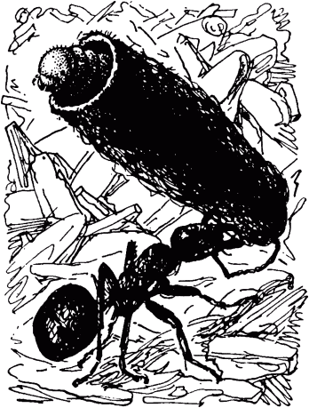 Маленькие труженики леса - _104.png